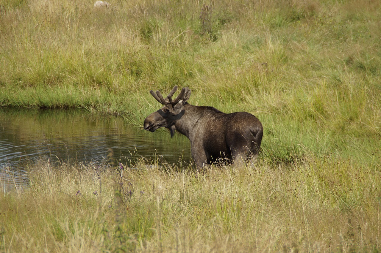 moose bull moose males free photo
