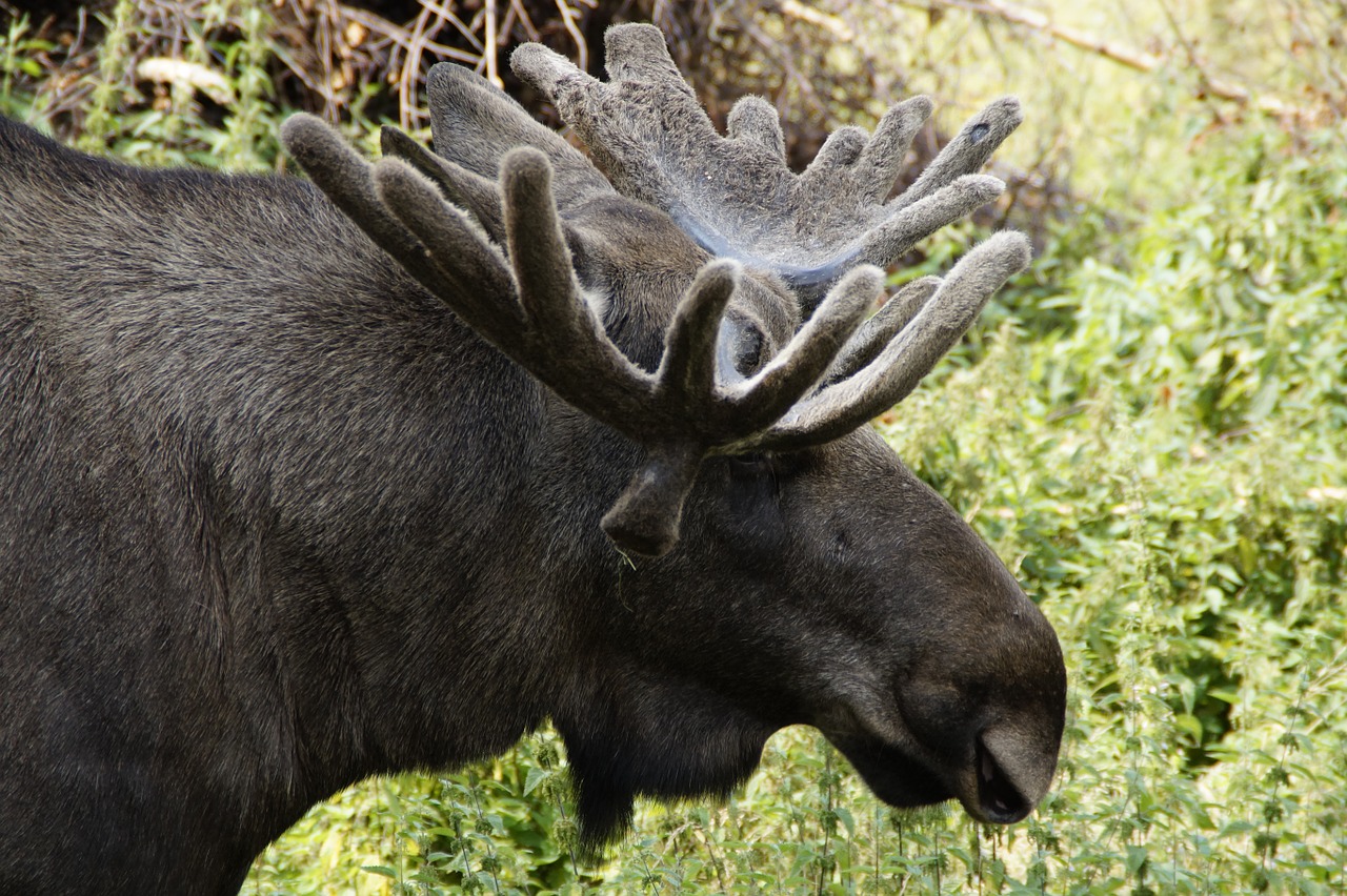 moose bull moose head free photo