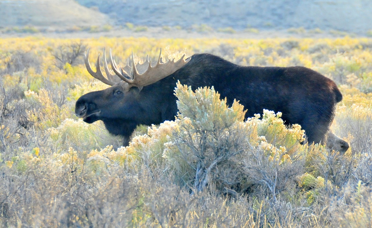 moose bull wildlife free photo