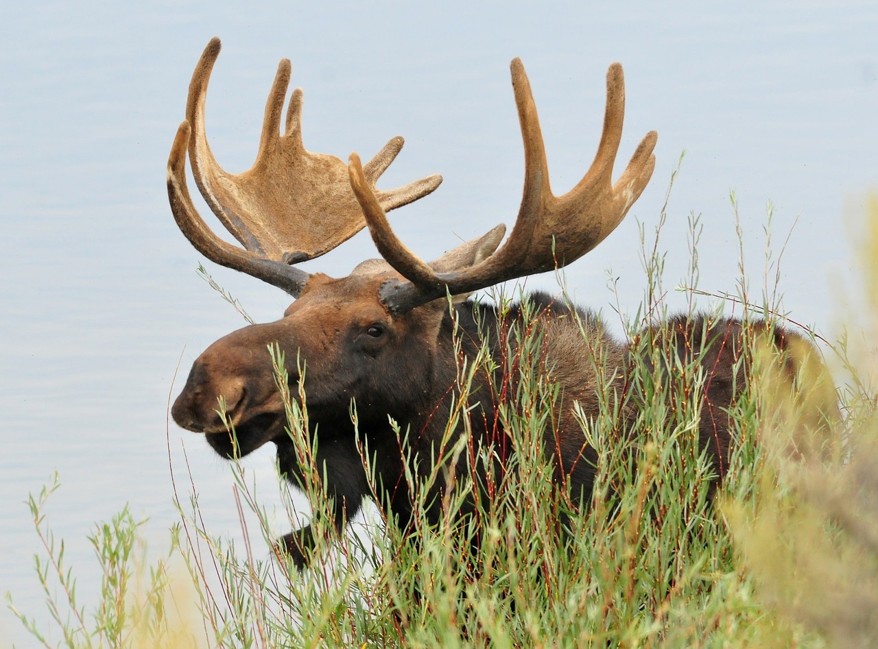 moose bull male free photo