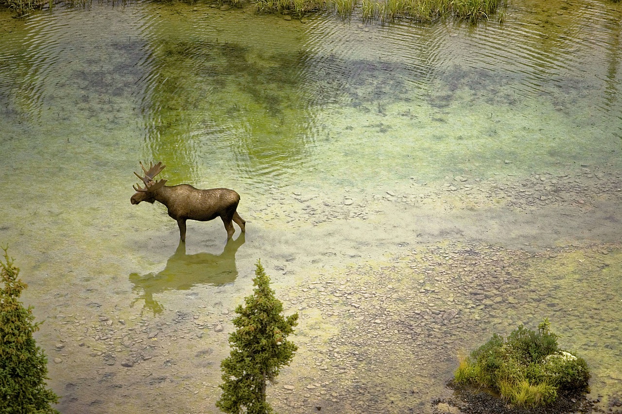 moose river nature free photo