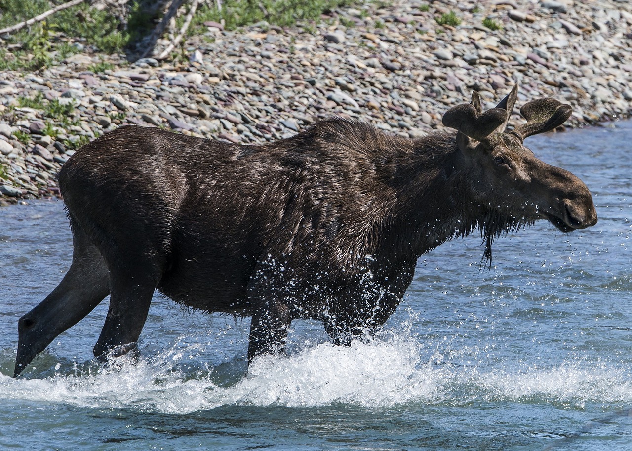 moose cow portrait free photo
