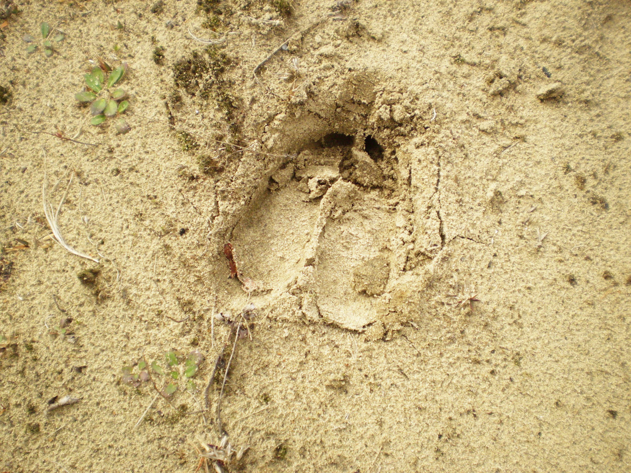 moose footprint moose footprint free photo