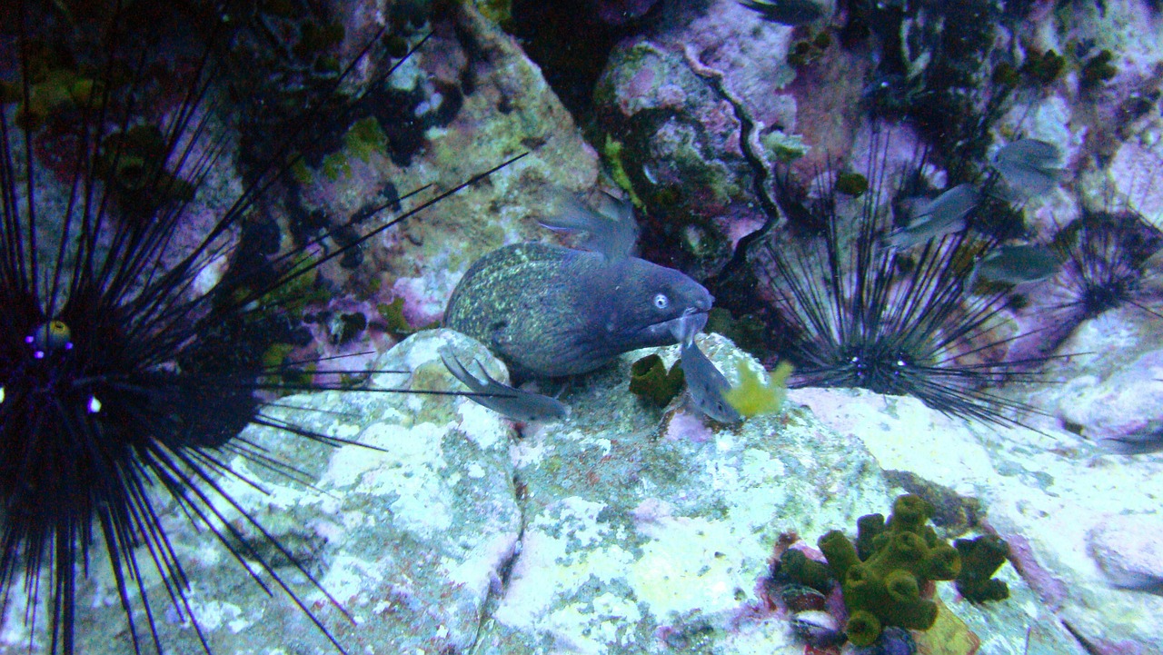 moray thailand dangerous free photo