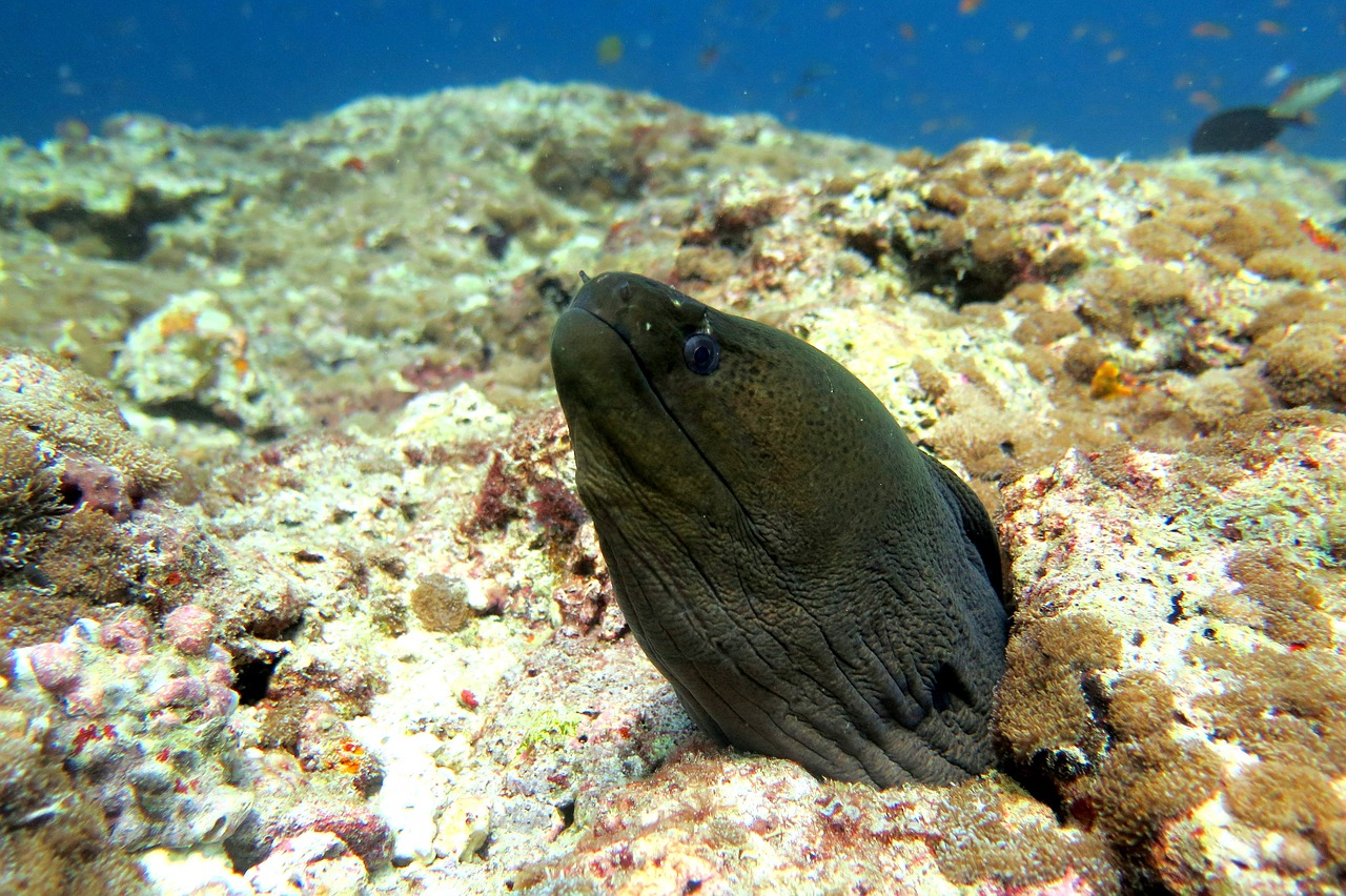 moray eel fish free photo
