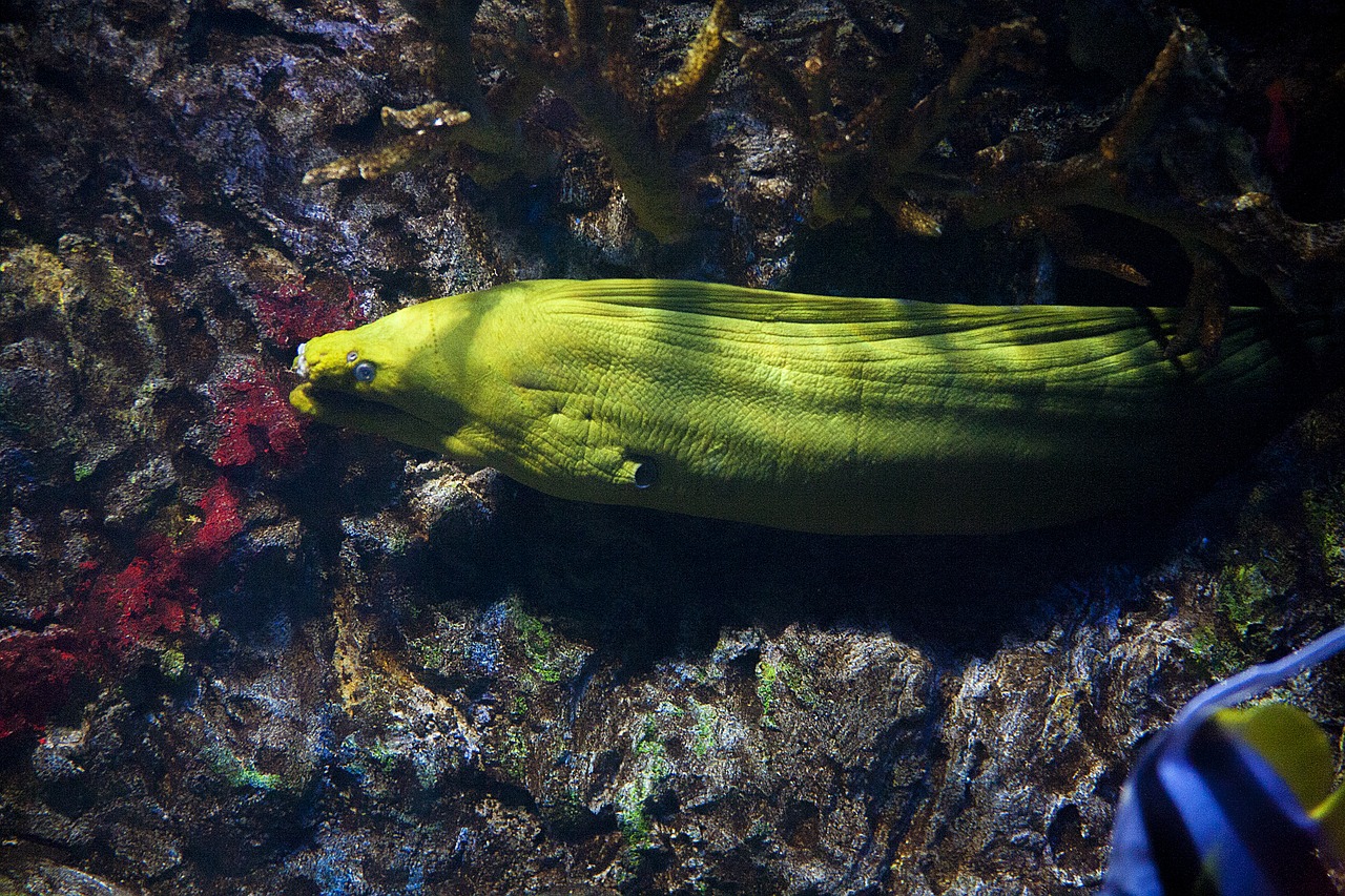 moray eel reef free photo