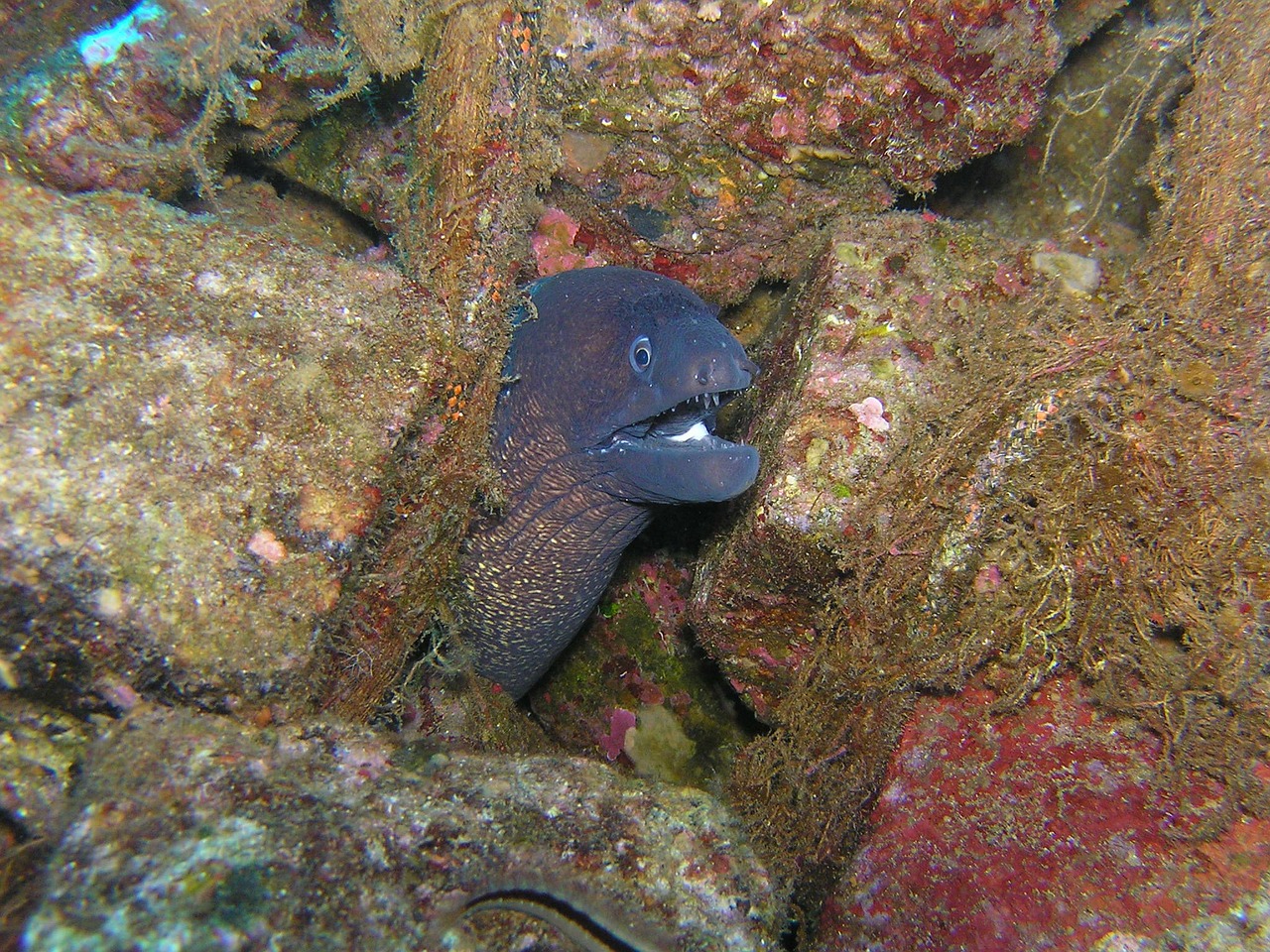 moray diving underwater free photo