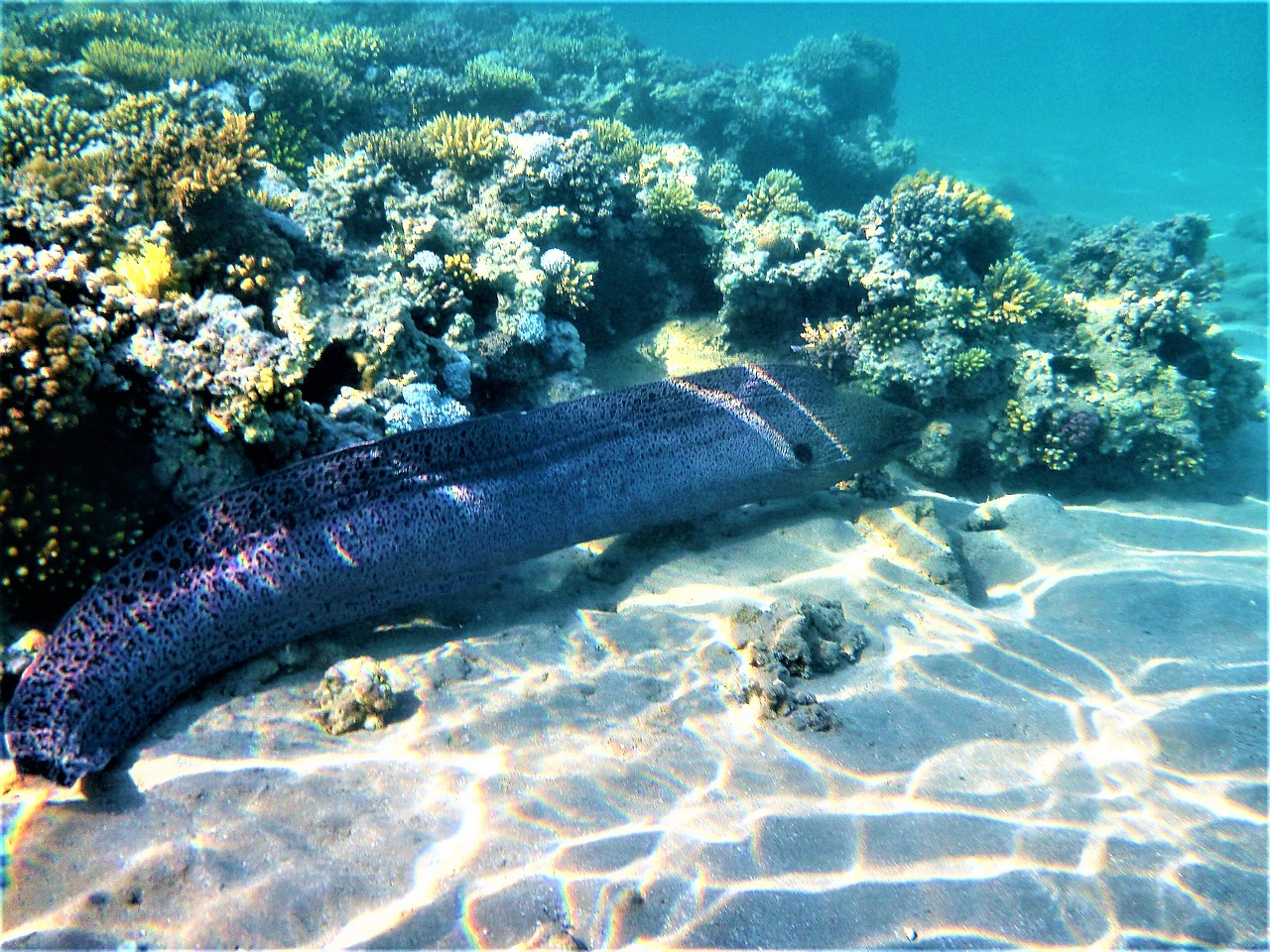 moray cay sea free photo