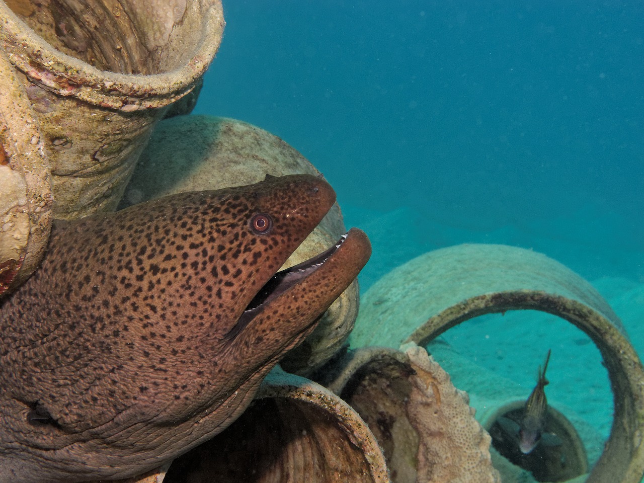 moray fish underwater free photo