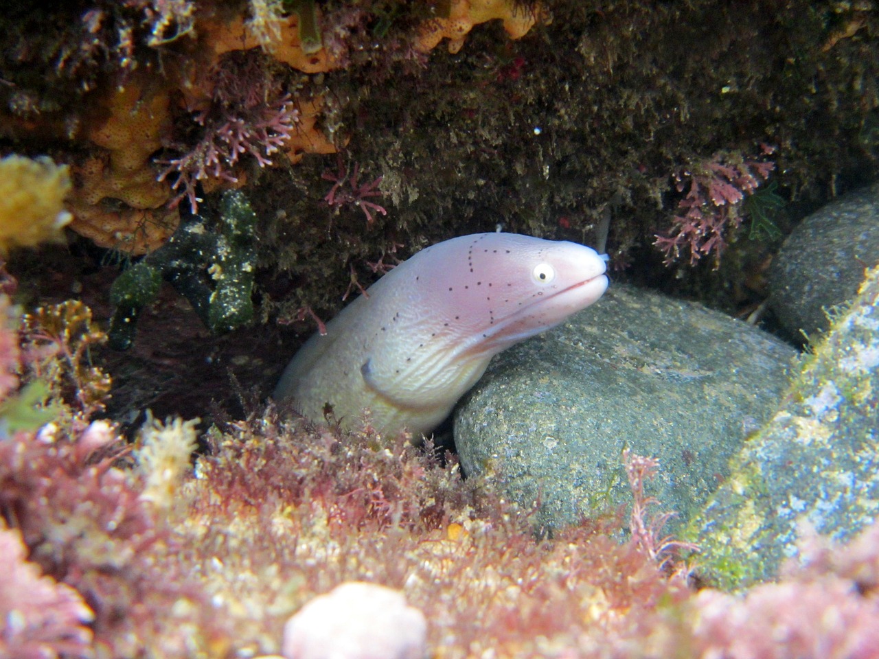 moray eel sea-life free photo