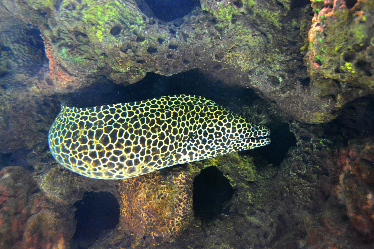 moray spots coral free photo