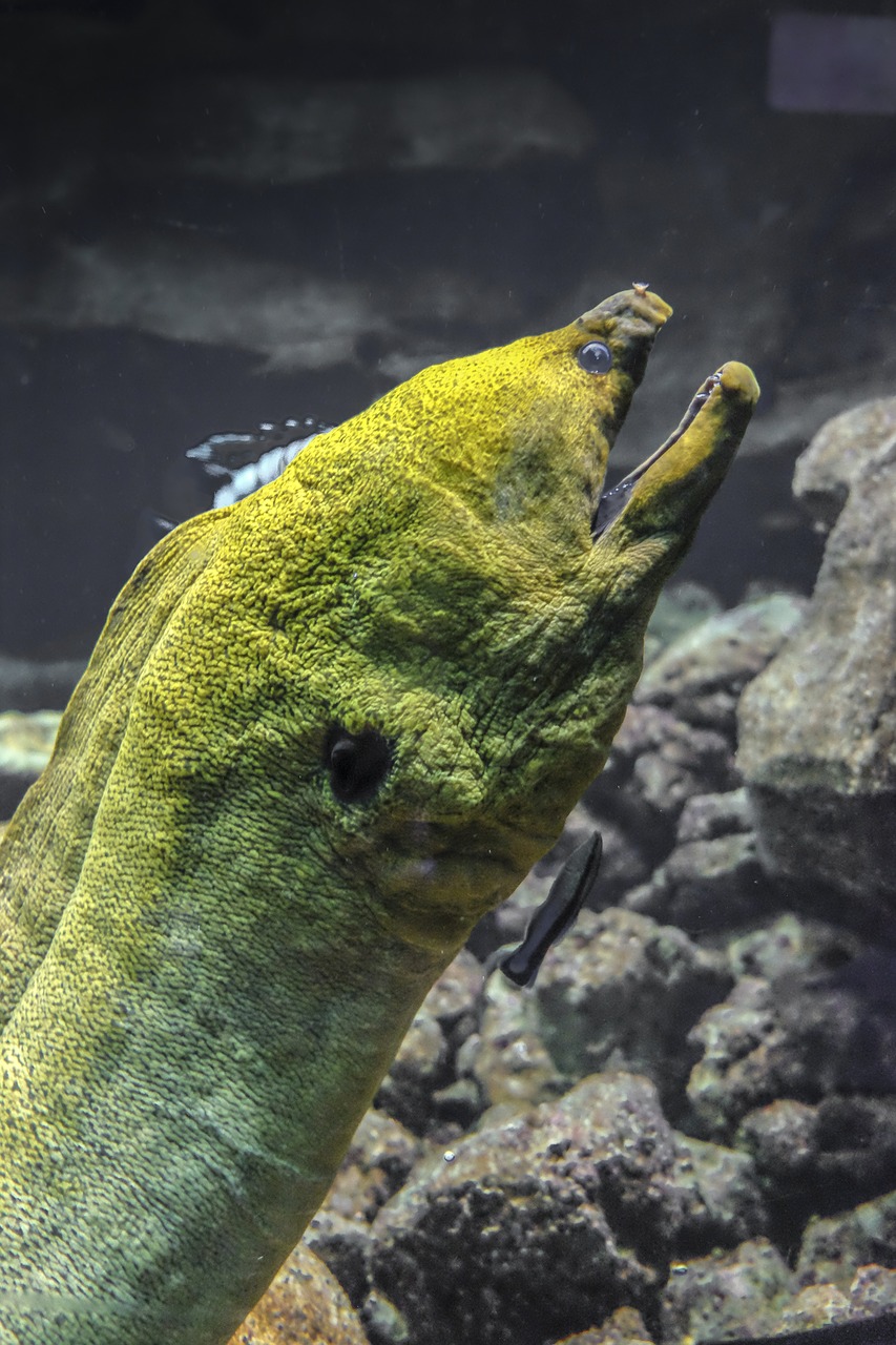 moray eel green large free photo