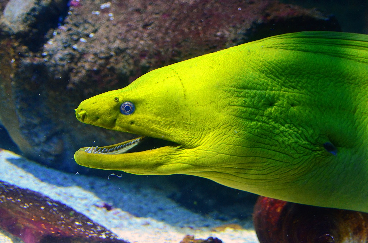 moray eel fish aquarium free photo