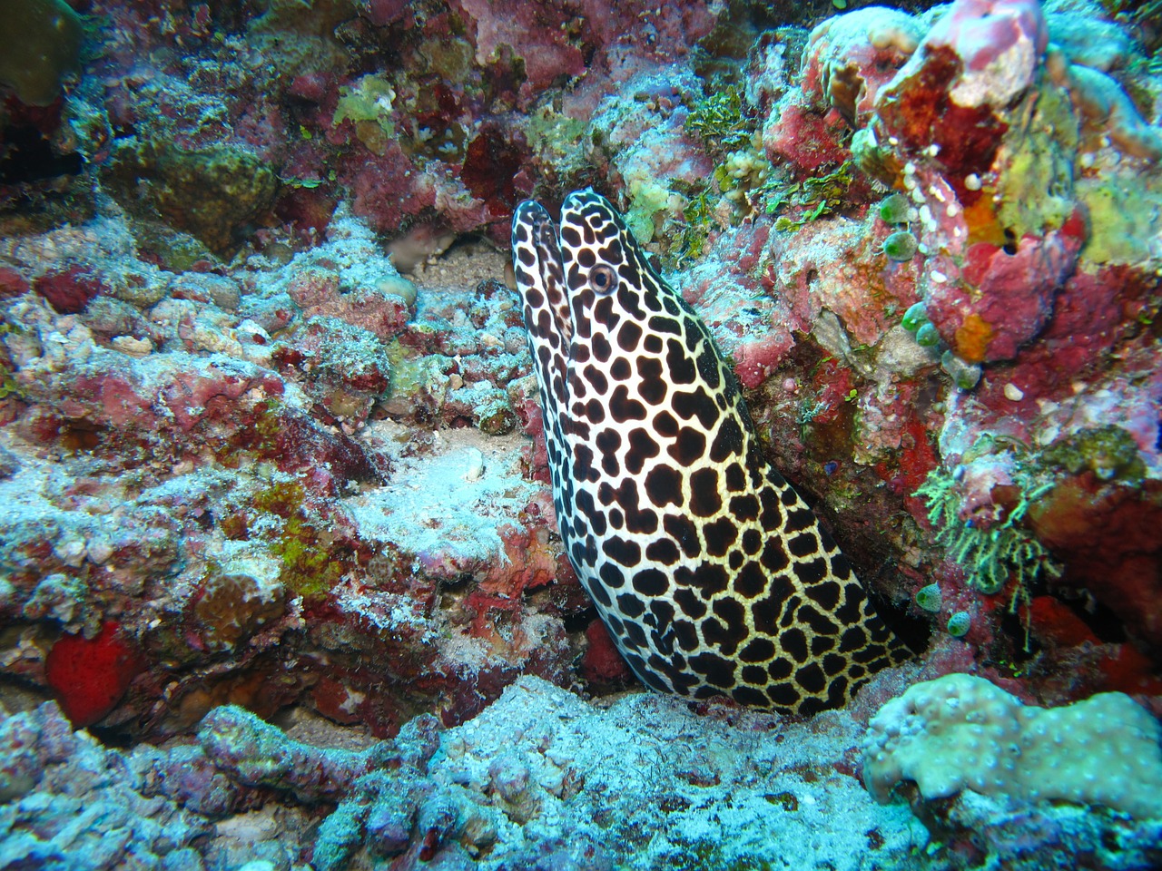 moray eel maldives sea free photo