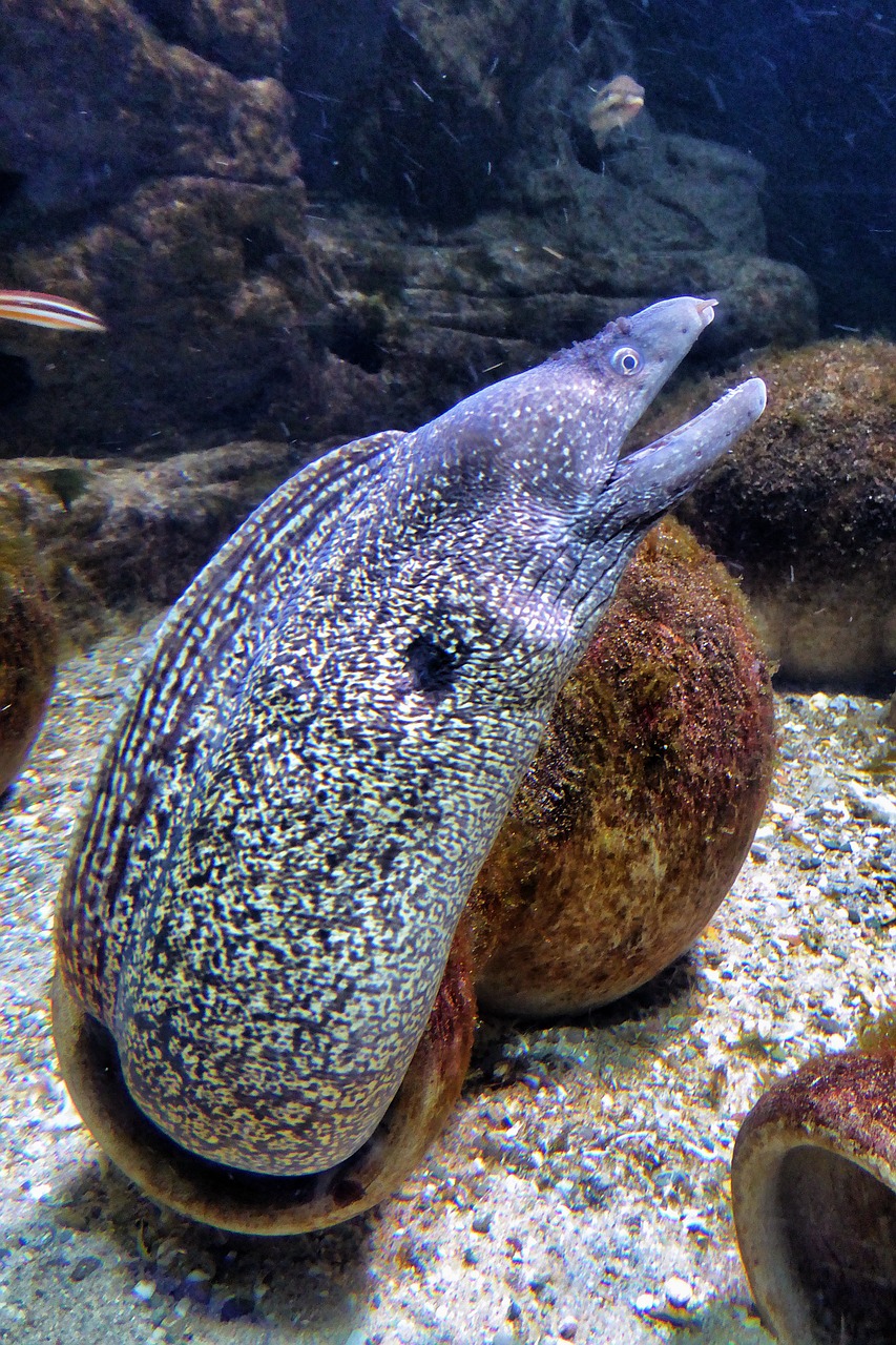moray eel fish sea free photo