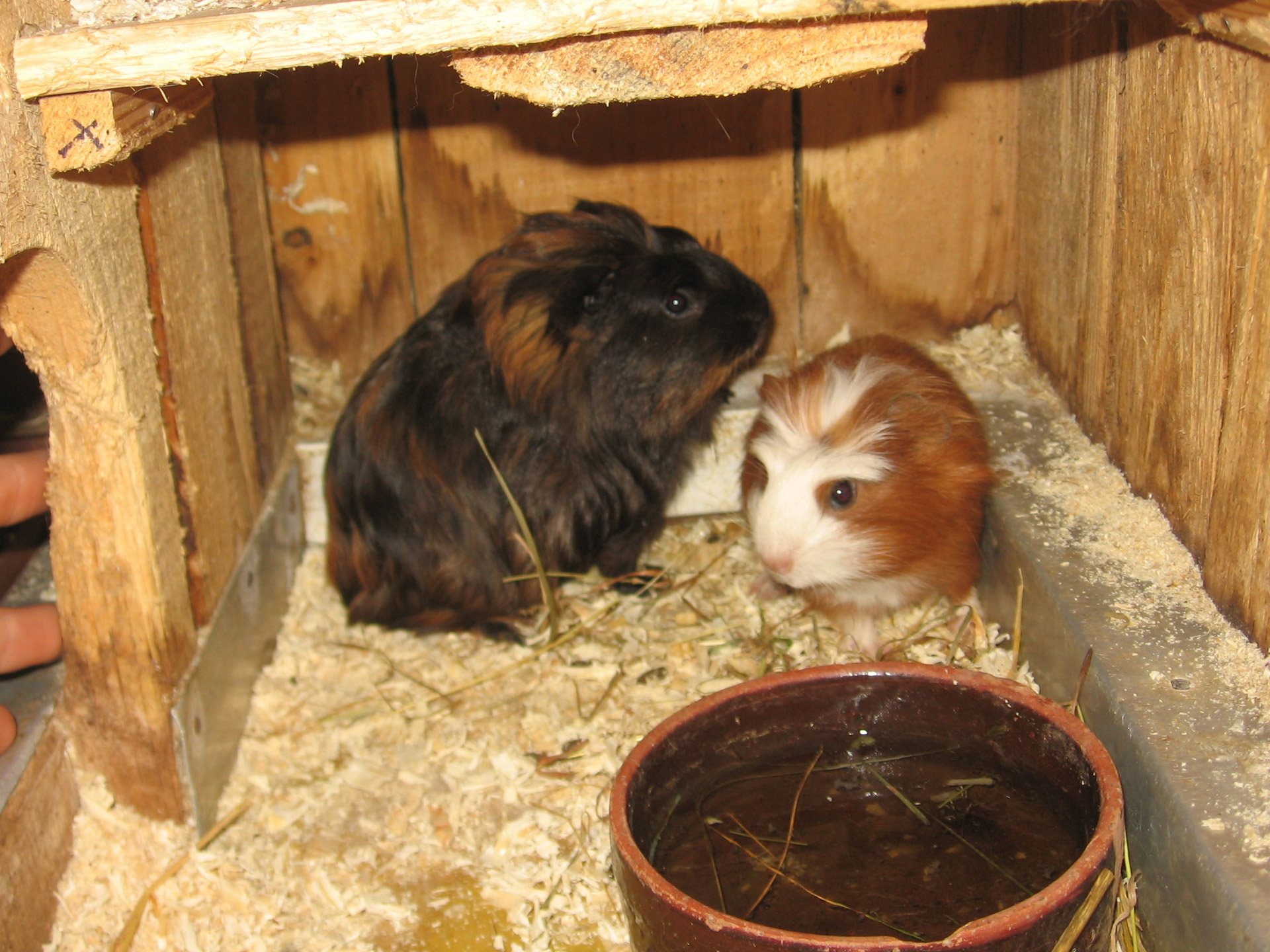 guinea pigs guinea pigs free photo