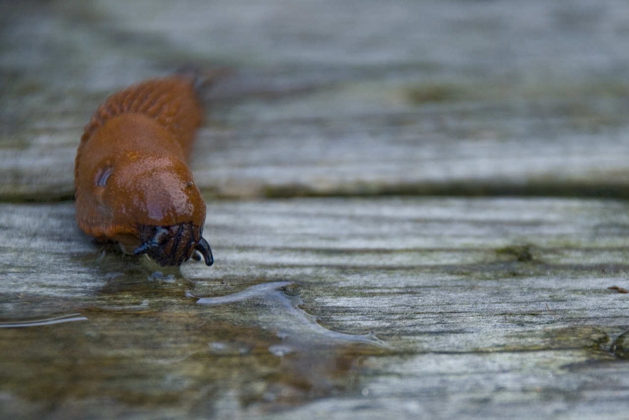 mördarsnigel  spanish slug  disgusting free photo