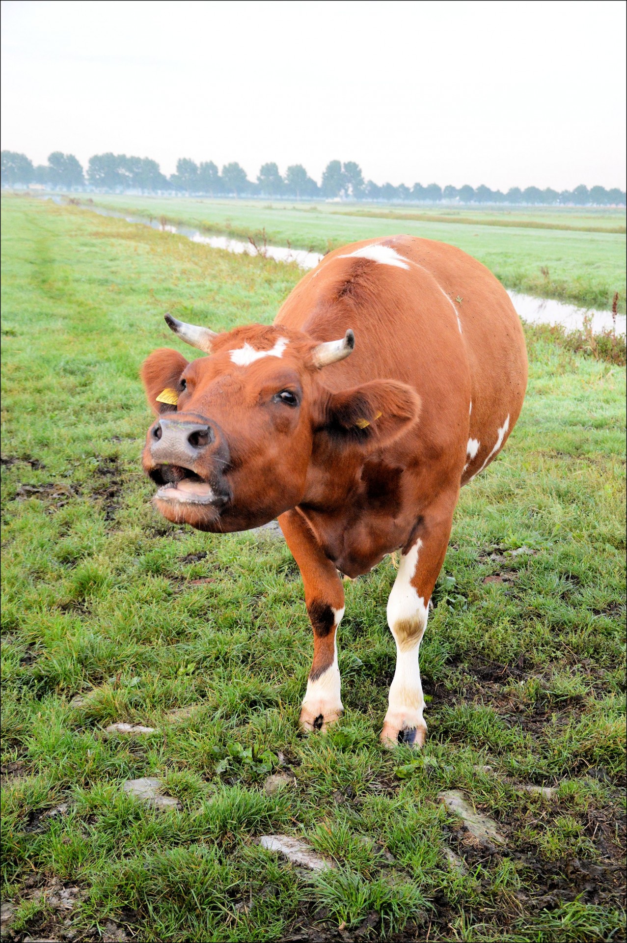 bulls cattle cows free photo