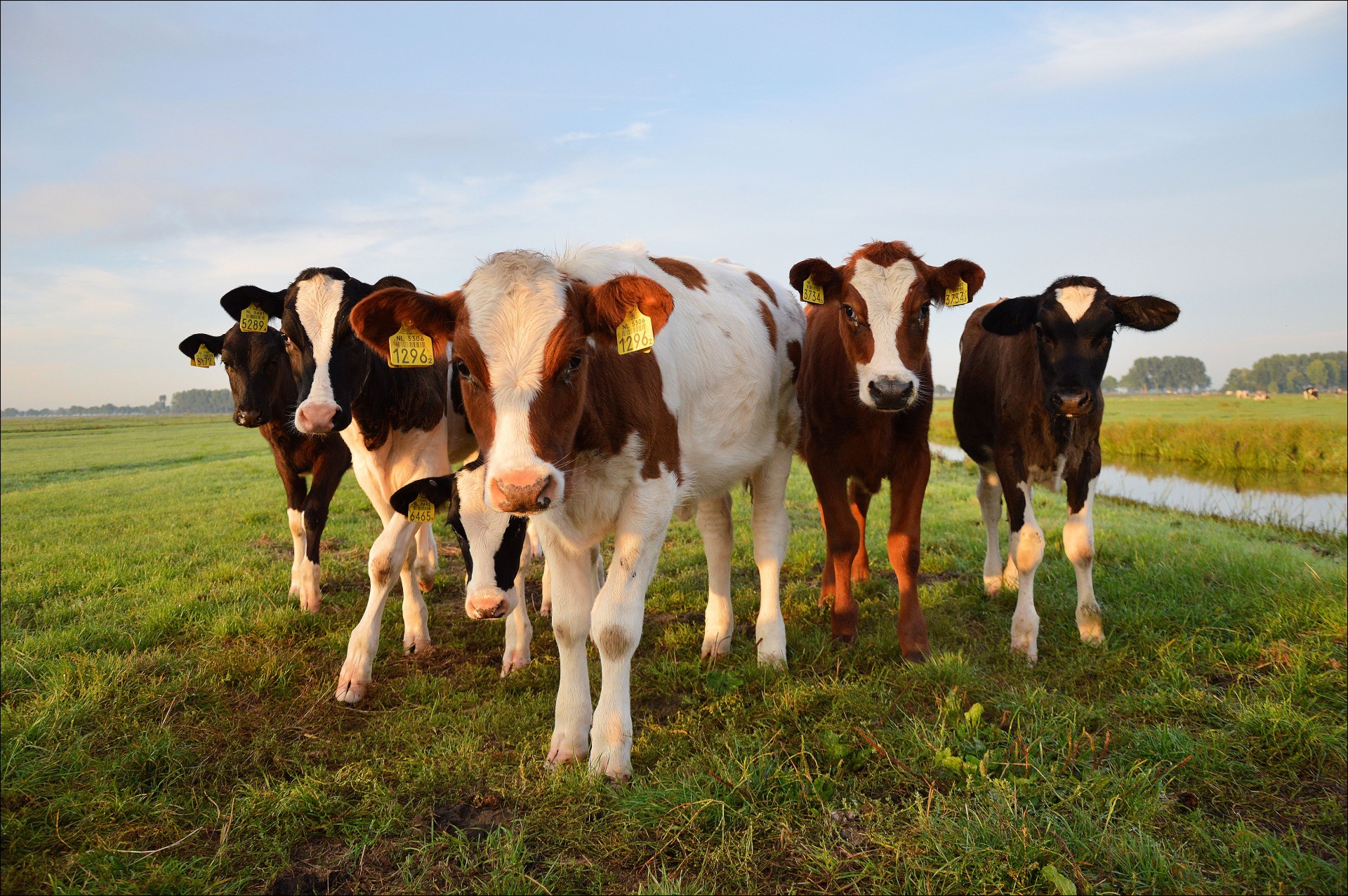 bulls cattle cows free photo