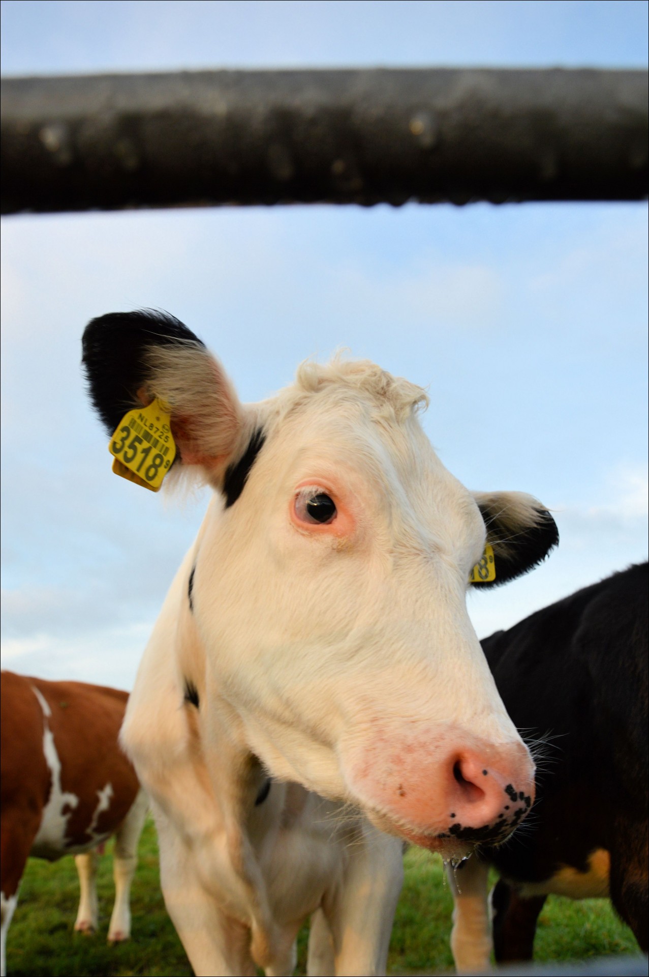 bulls cattle cows free photo