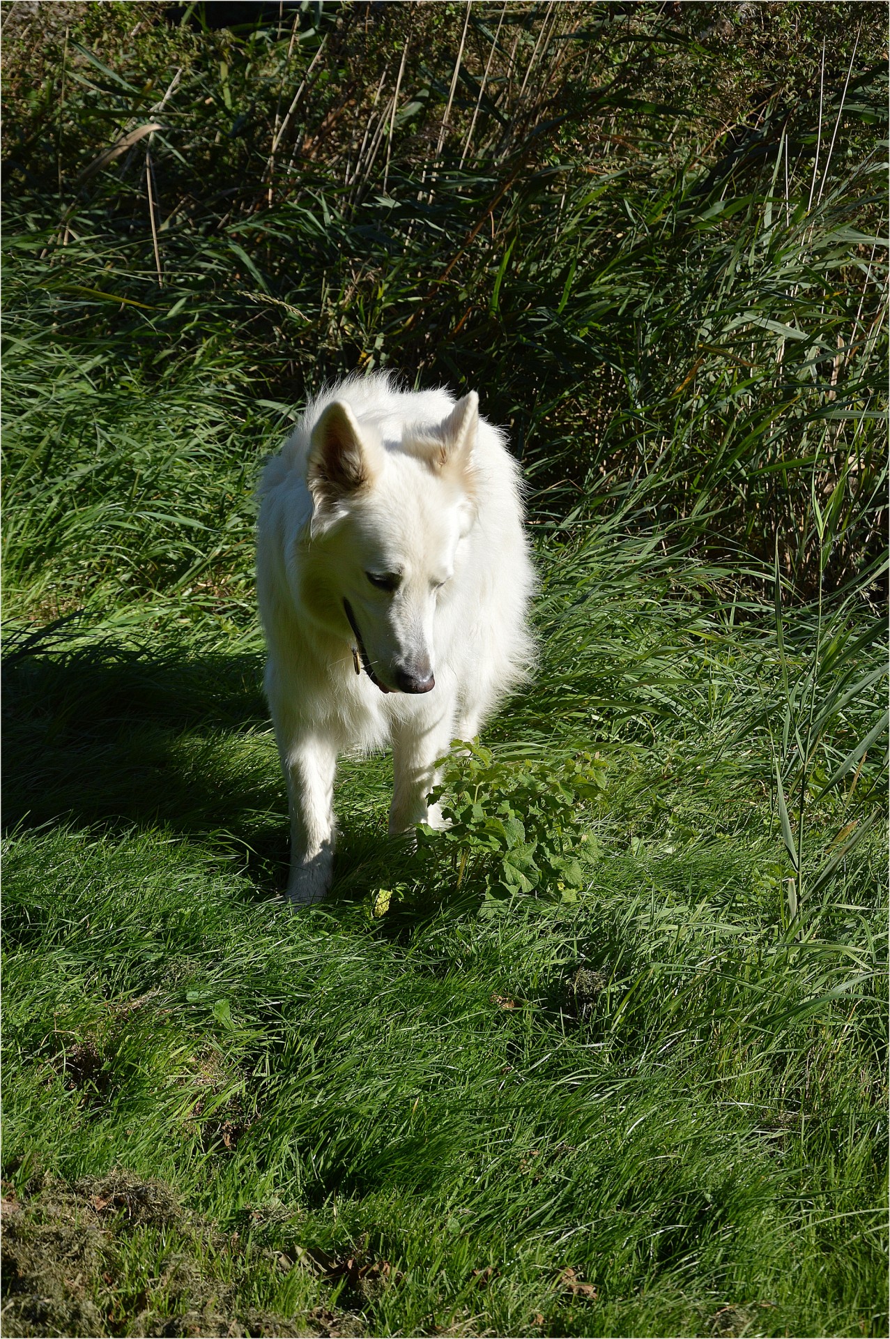 dog pet playing free photo