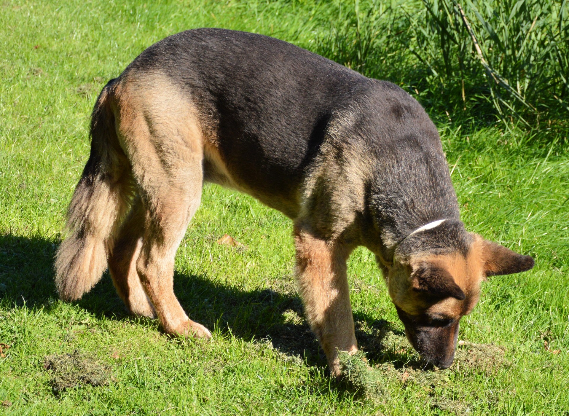 dog pet playing free photo