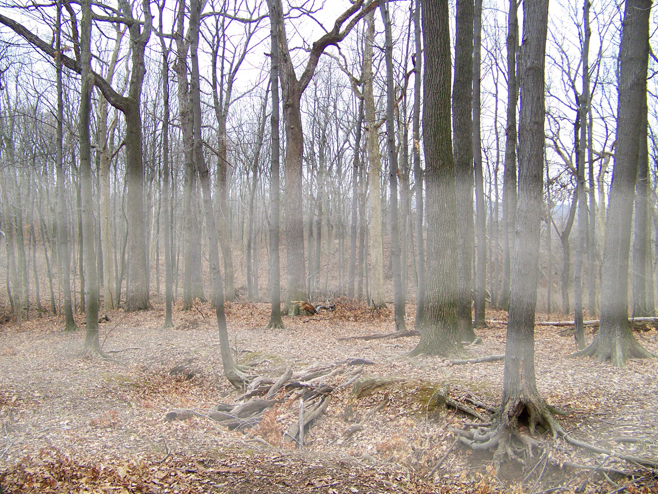 fog trees woods free photo