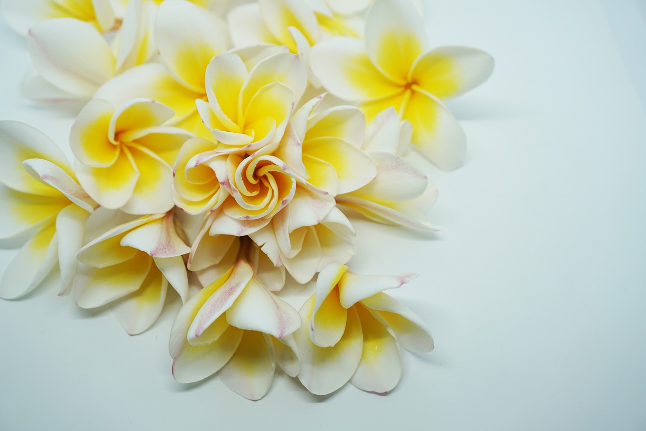 more information dok champa laos frangipani flowers free photo