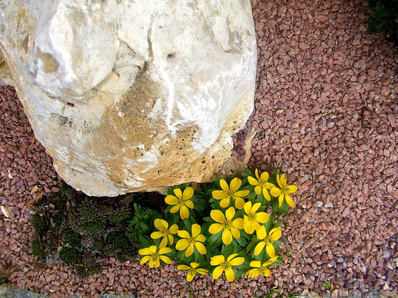 more unusual stone yellow spring flowers front of the house free photo