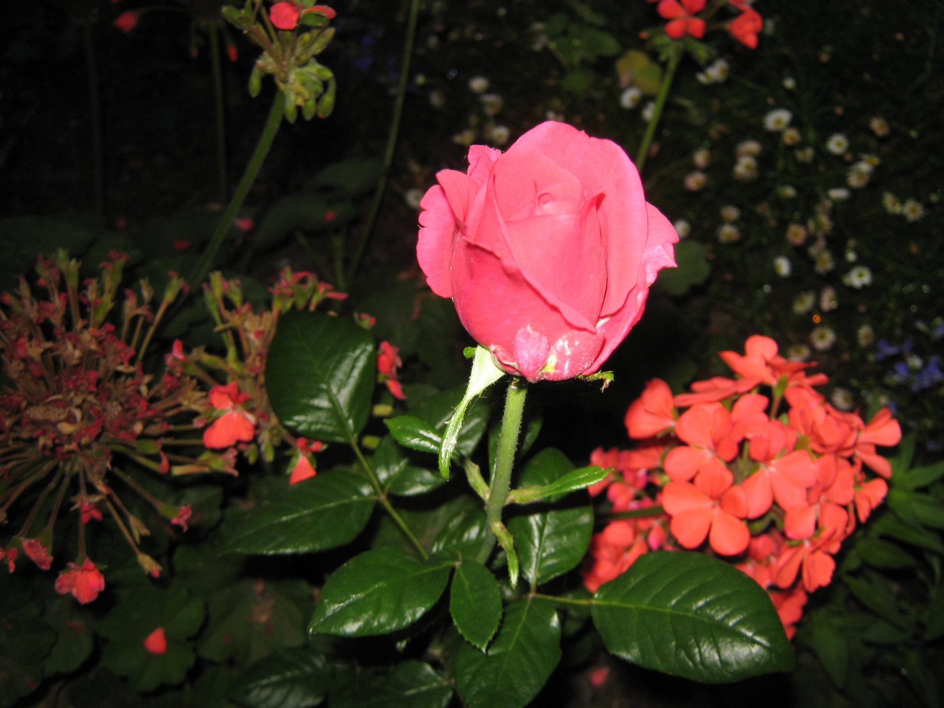 pretty pink rose free photo