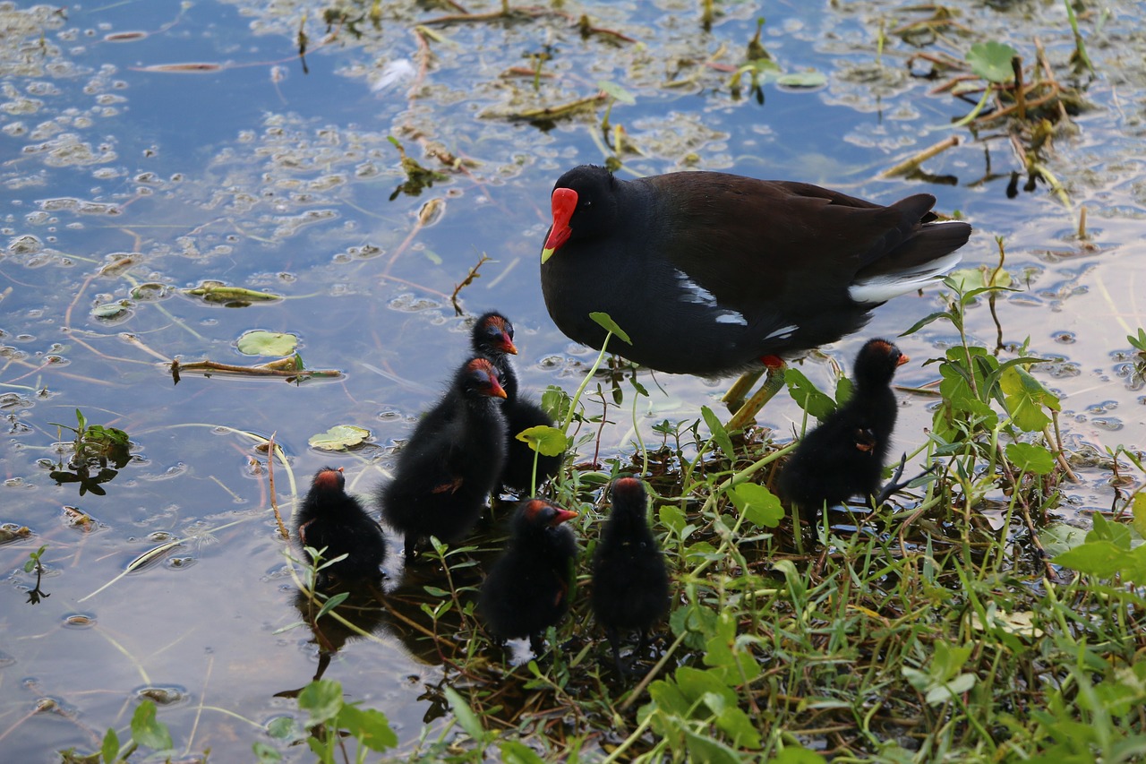 morehen chicks wildlife free photo