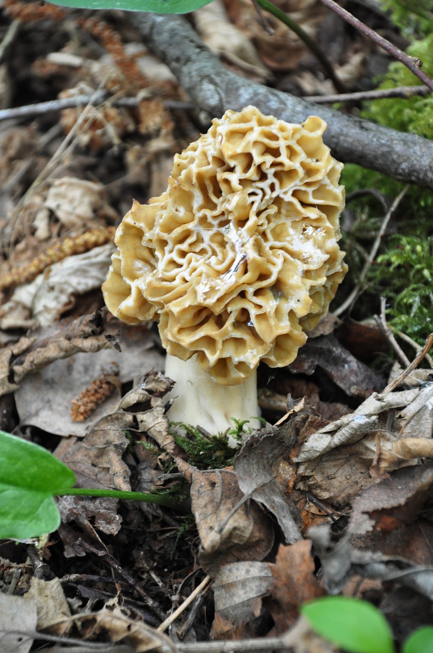 morel fungus forest mushrooms free photo