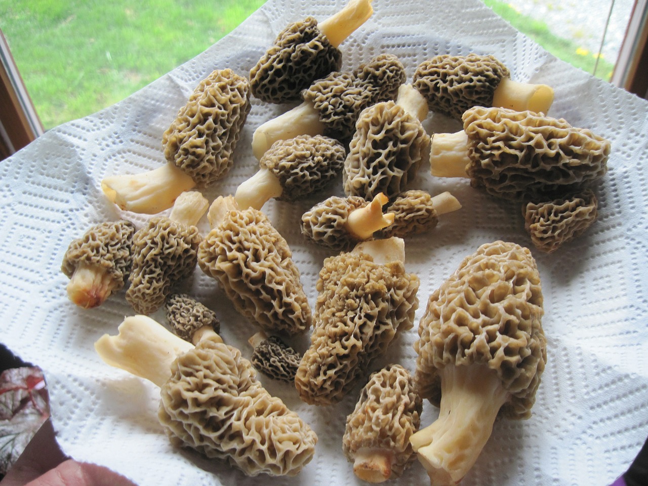 morels mushrooms food free photo