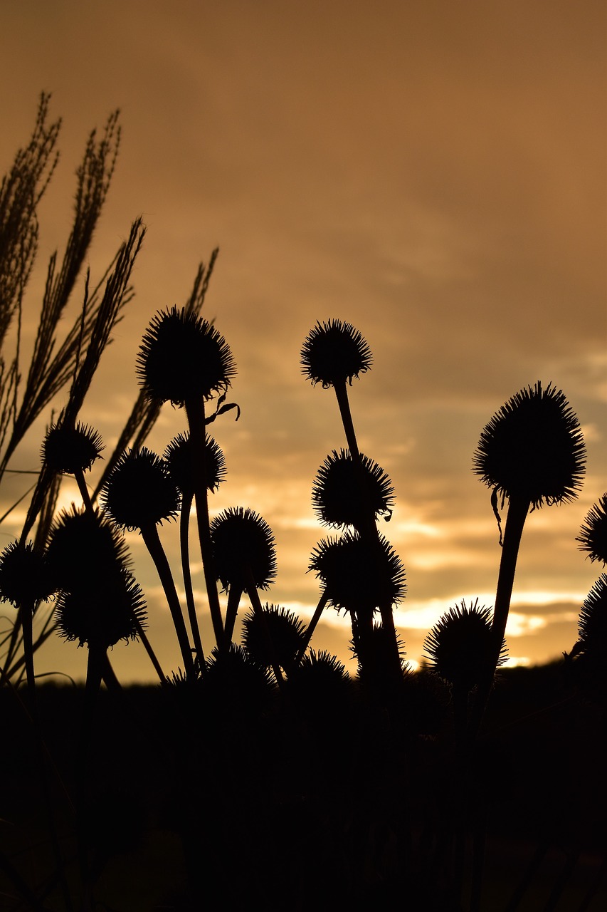 morgenrot morgenstimmung grasses free photo