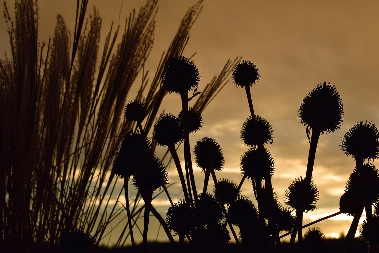 morgenrot morgenstimmung grasses free photo