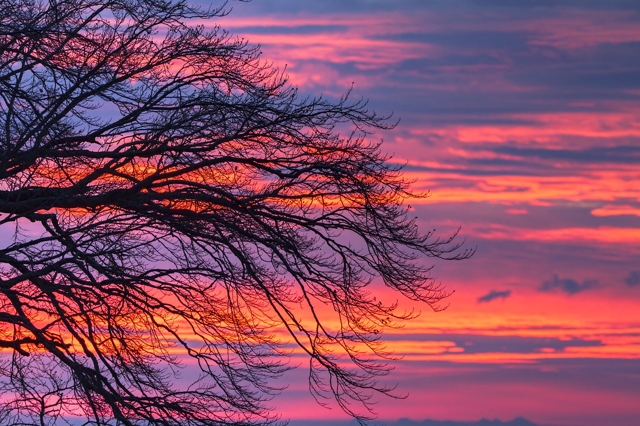 morgenrot clouds tree free photo