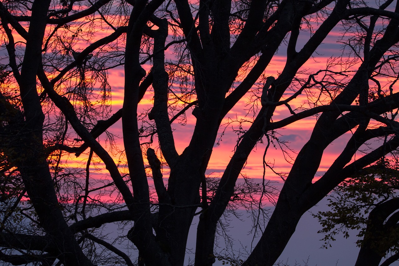 morgenrot clouds tree free photo