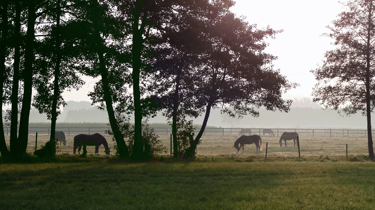 morgenstimmung paddock horses free photo