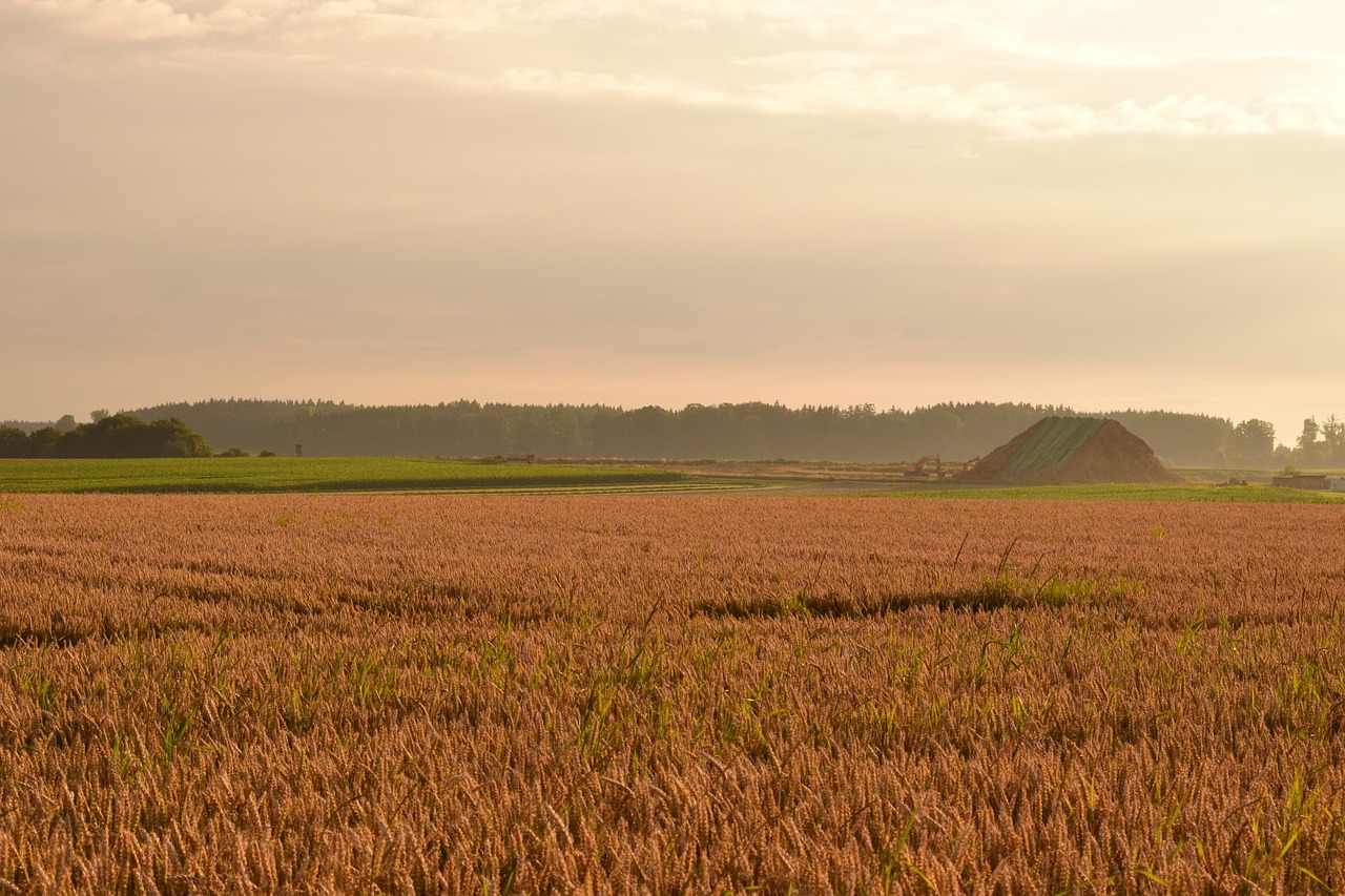 morgenstimmung field cornfield free photo
