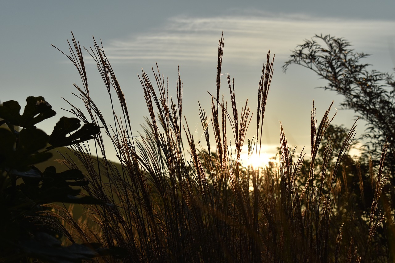 morgenstimmung sunrise grasses free photo