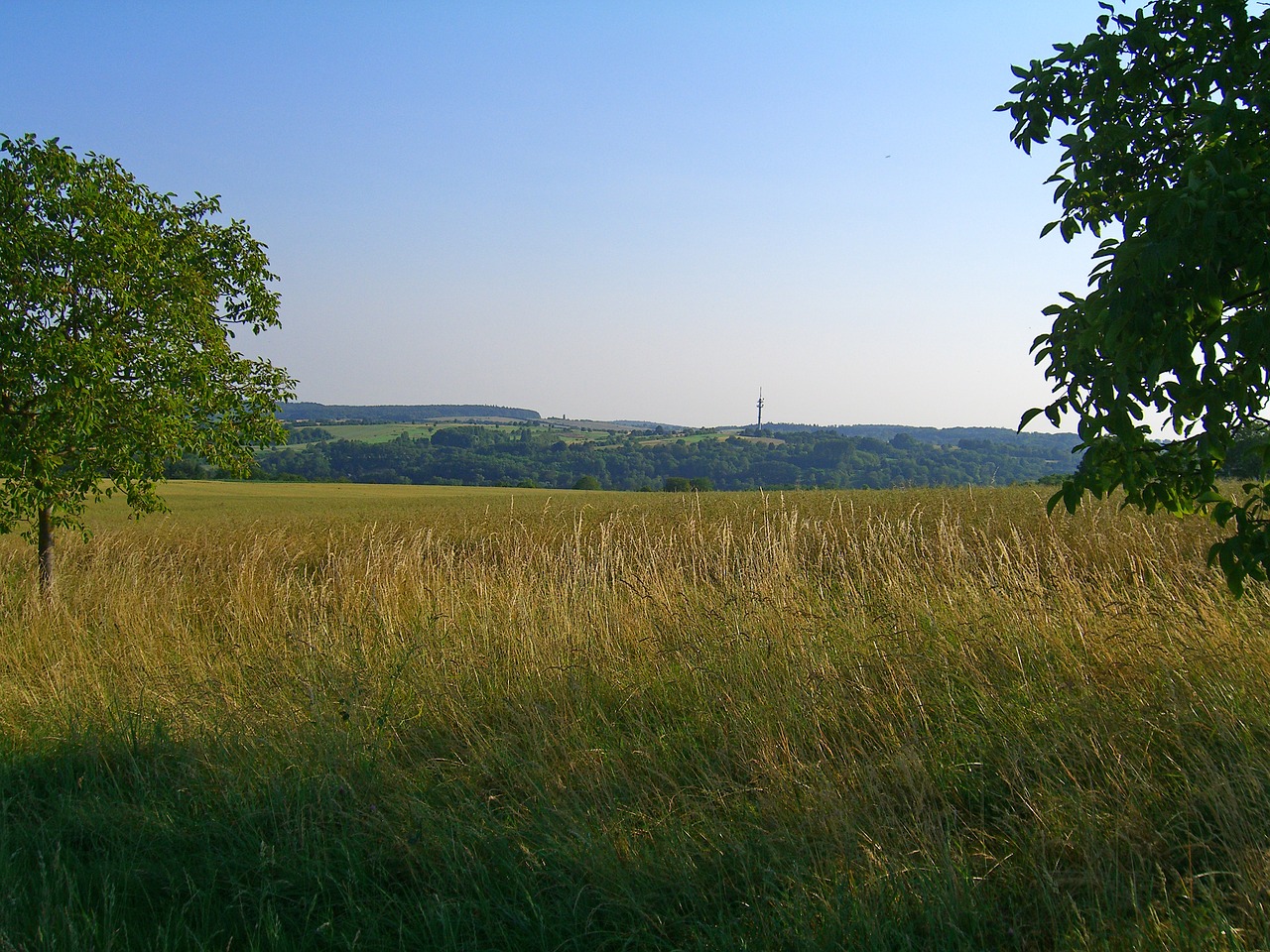 morgenstimmung field landscape free photo