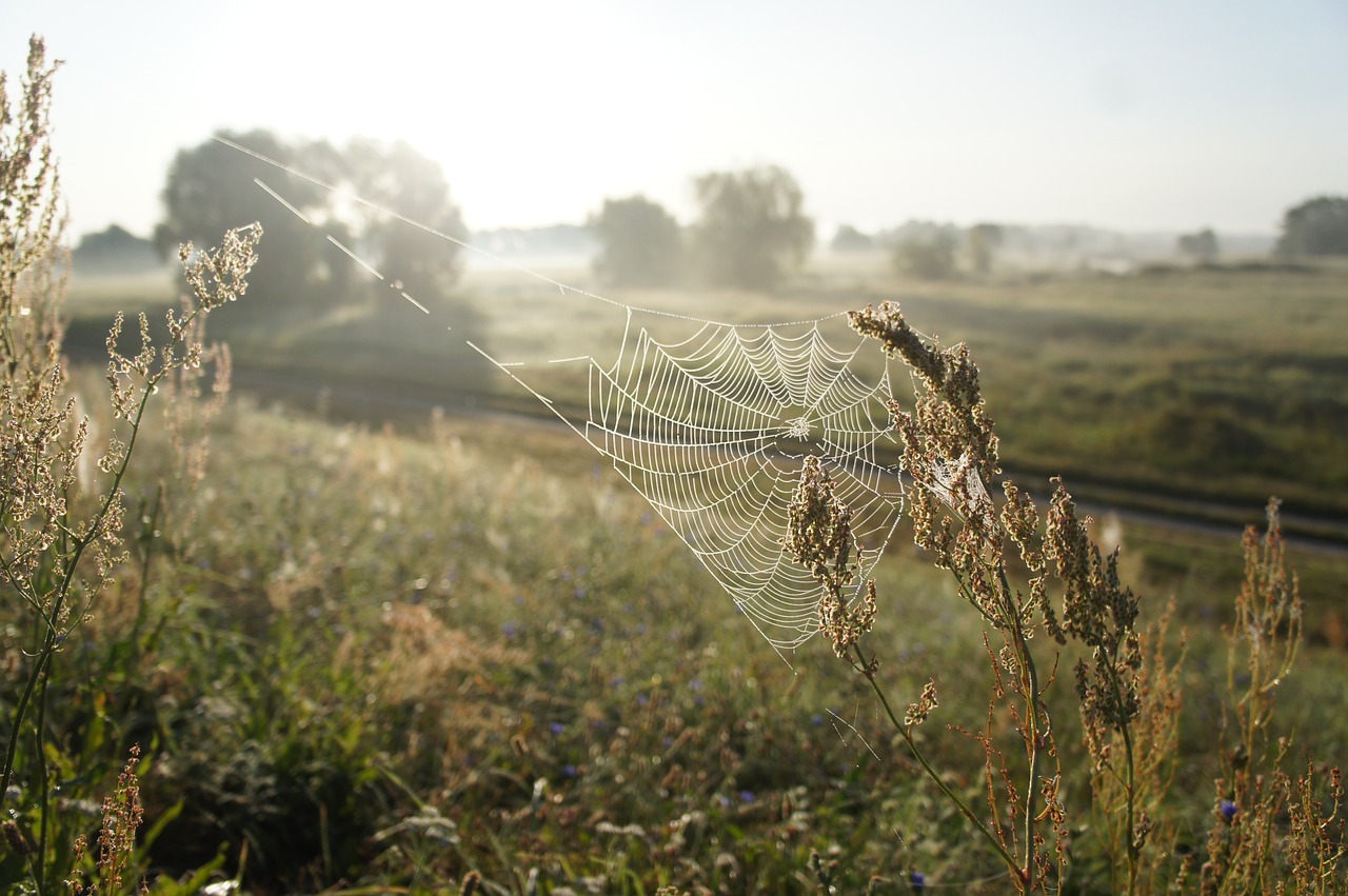 morgenstimmung  lower oder valley national park  cobweb free photo