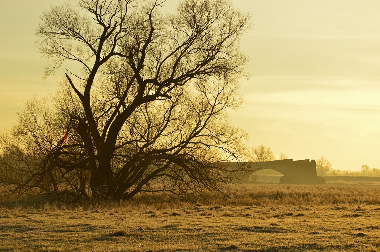 morgenstimmung  tree  aue free photo