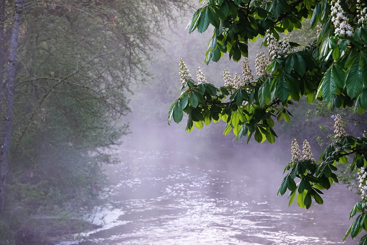 morgenstimmung  fog  nature free photo