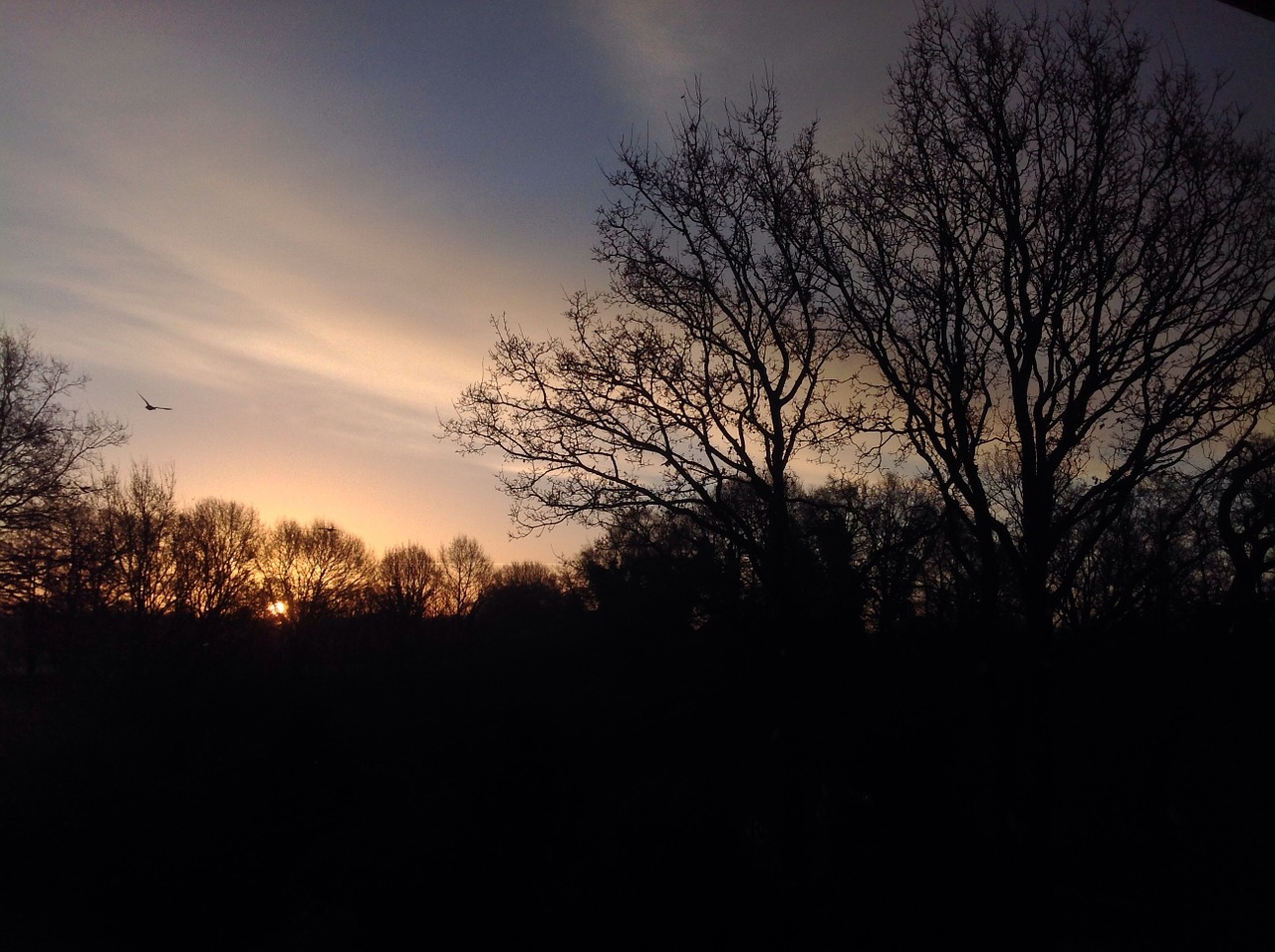 morgenstimmung skies trees free photo