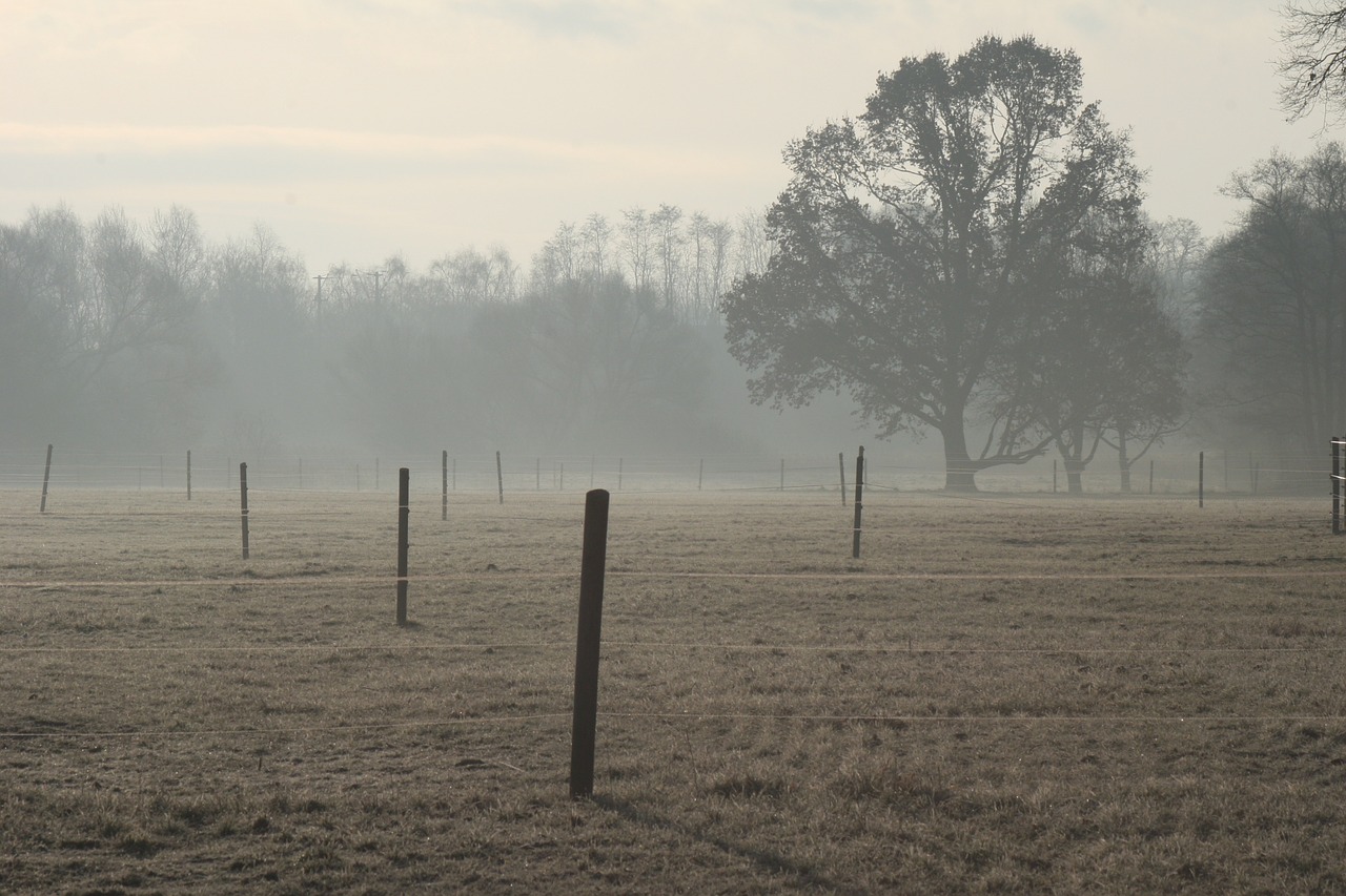 morgenstimmung back light meadow free photo