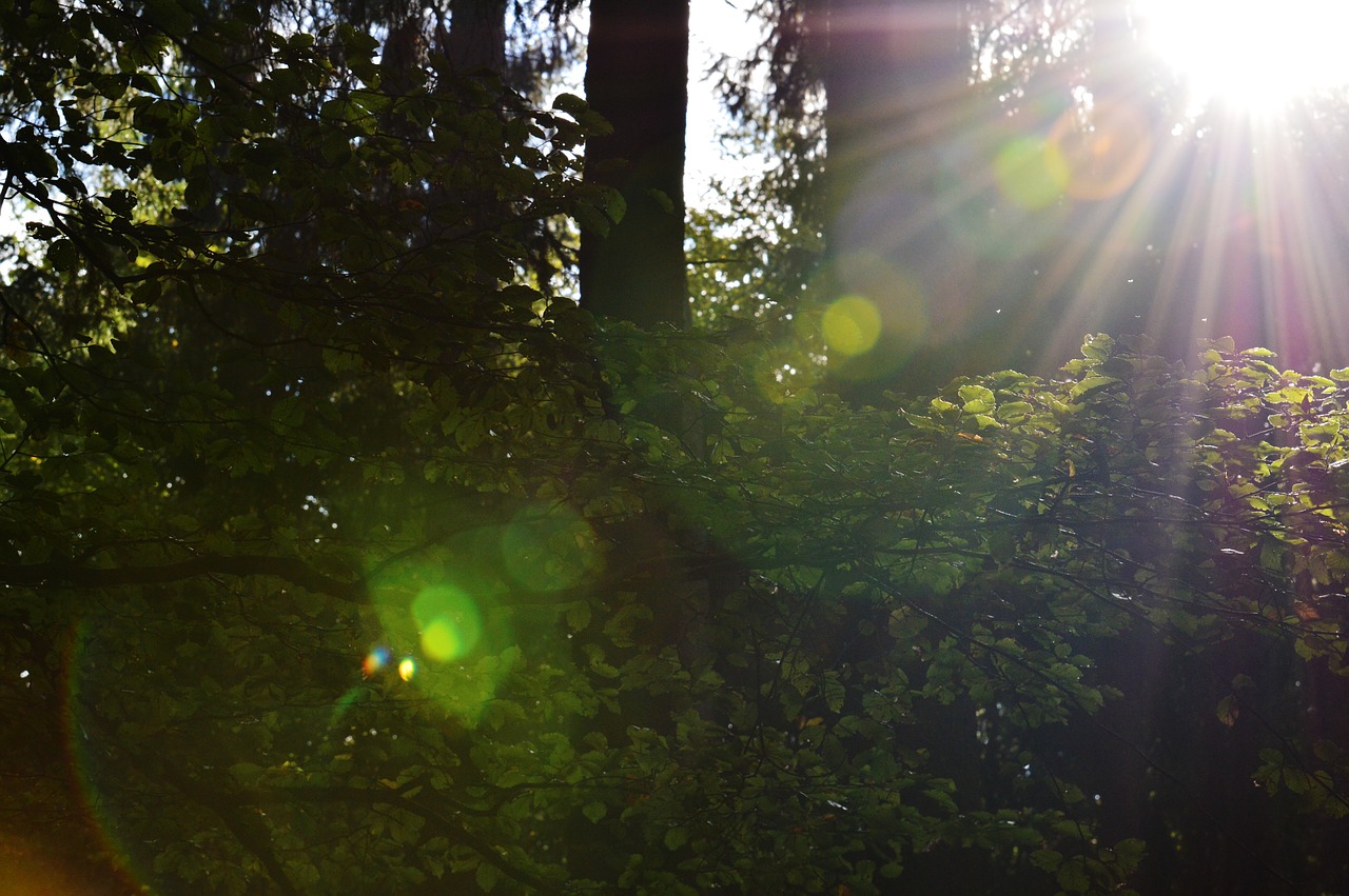 morgenstimmung forest back light free photo