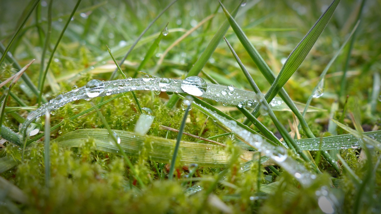 morgentau drip dewdrop free photo