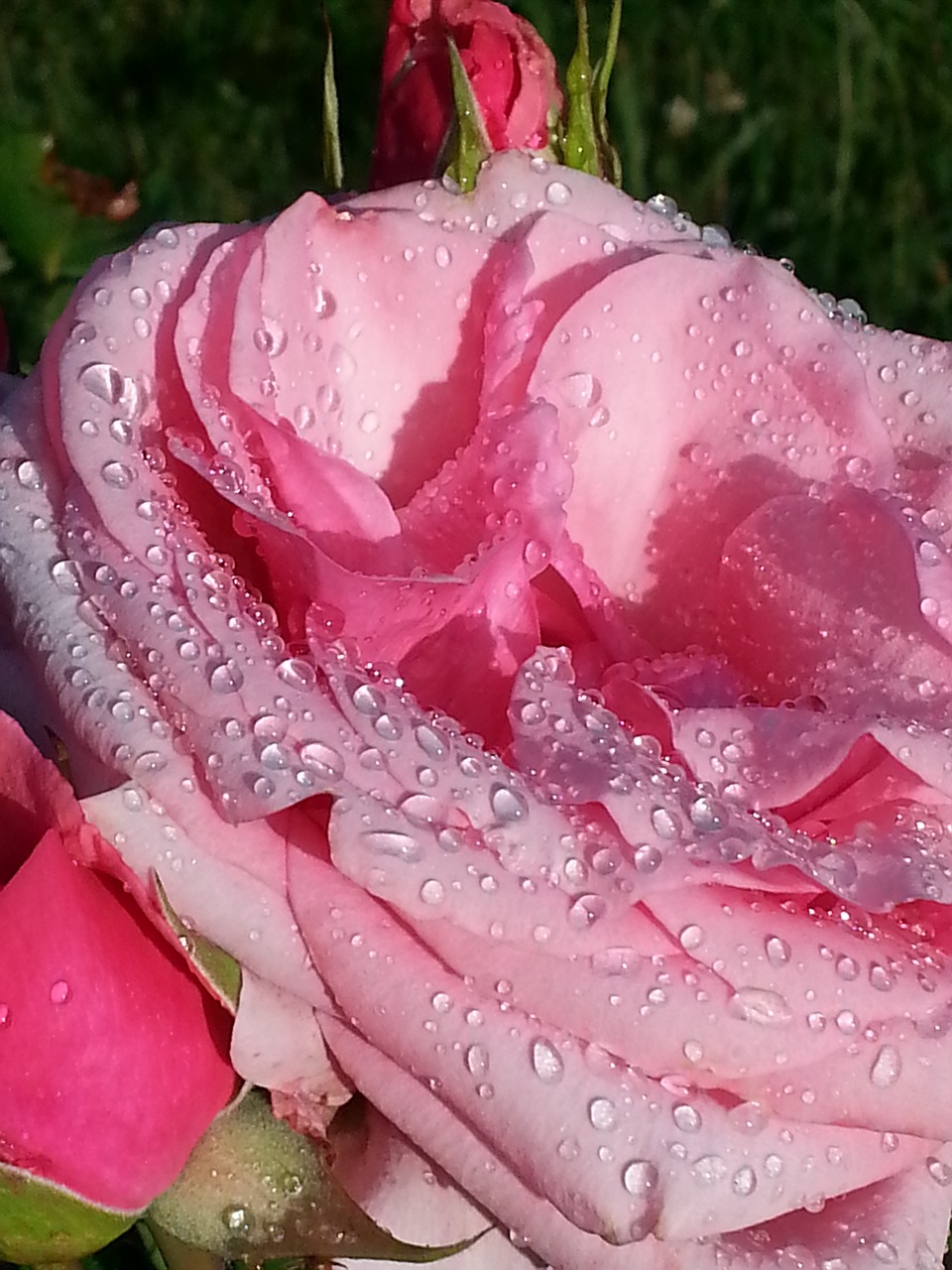 morgentau rose bud free photo