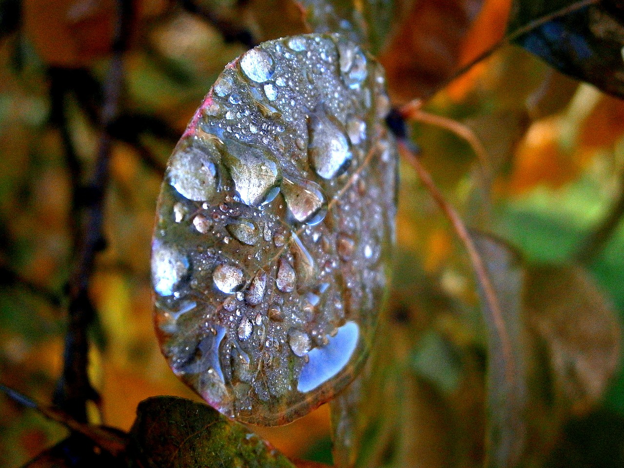 morgentau dew dewdrop free photo
